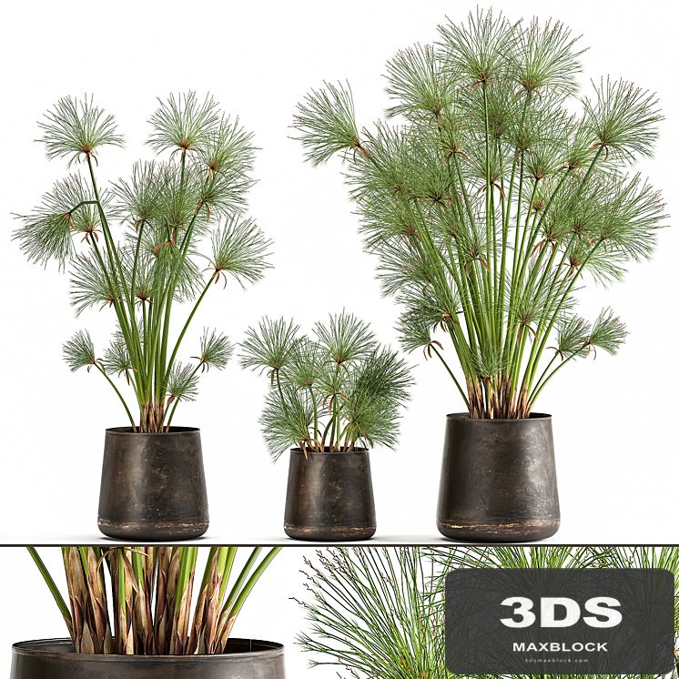 Collection of exotic plants in metal rusty pots with Papyrus, Syt, Cyperus. 1048.