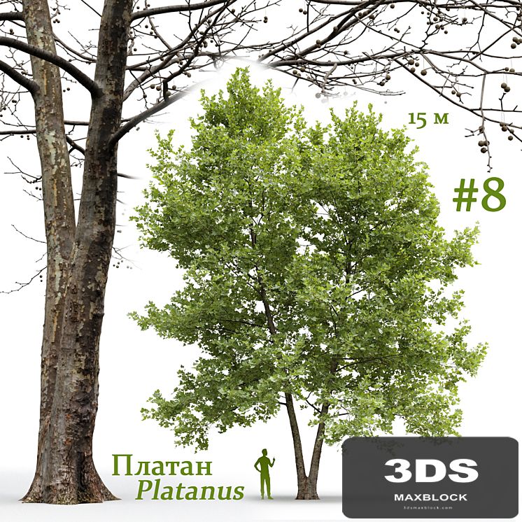Plane-tree / Sycamore / Platanus #8