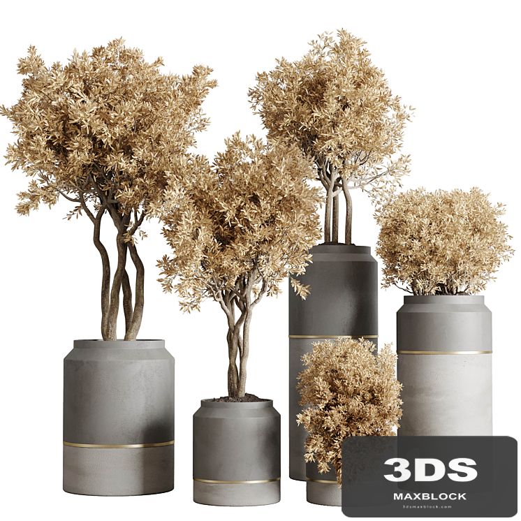 collection autumn leaves Indoor plant 128 dirty concrete pots dry plants corona