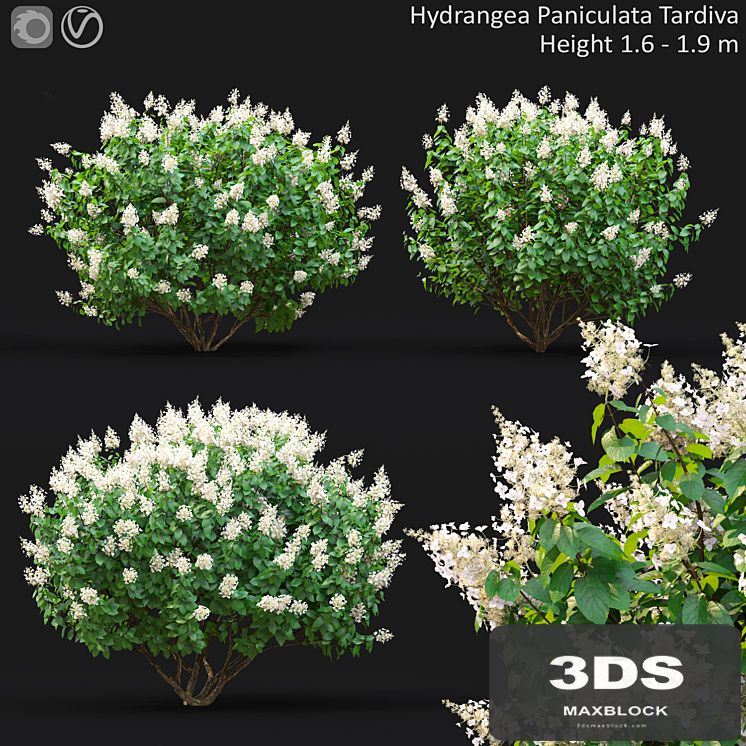 Hydrangea Paniculata