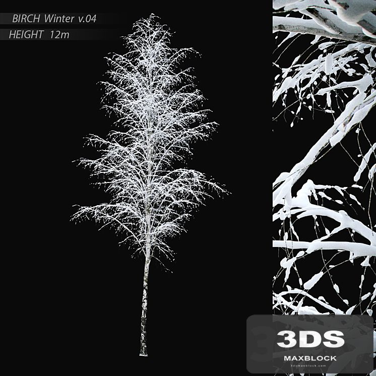 Winter birch v.04 (12m)