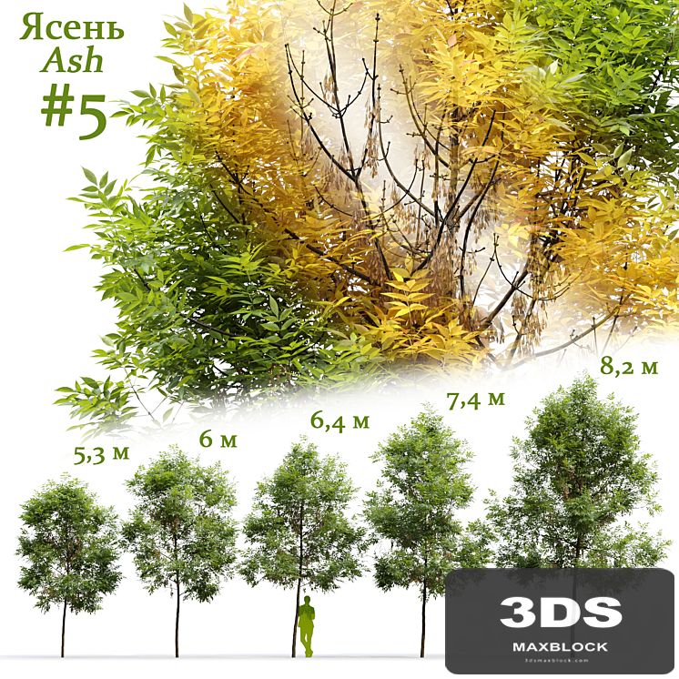 Ash / Fraxinus #5