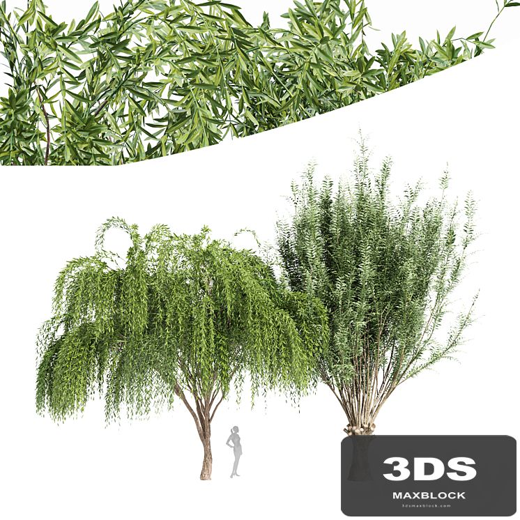 2tree-Pollard willow Weeping willow