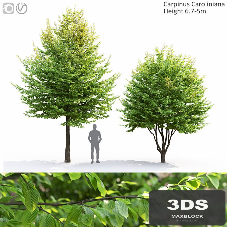 Carpinus Caroliniana