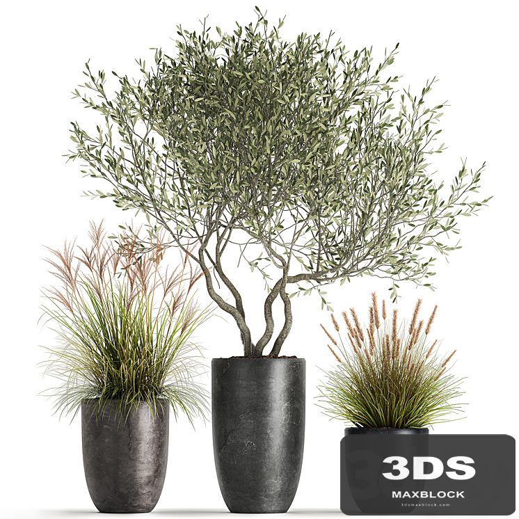 A set of plants in outdoor pots with an olive tree, a reed, a bush and a sapling. 1052