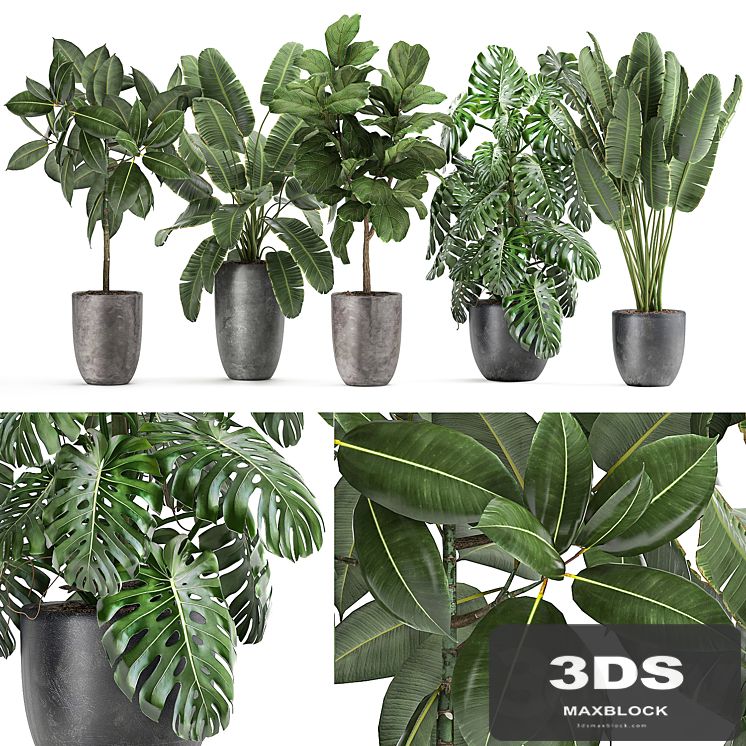 Collection of plants in black pots with Ficus tree, banana, monstera, strelitzia. Set 1053.