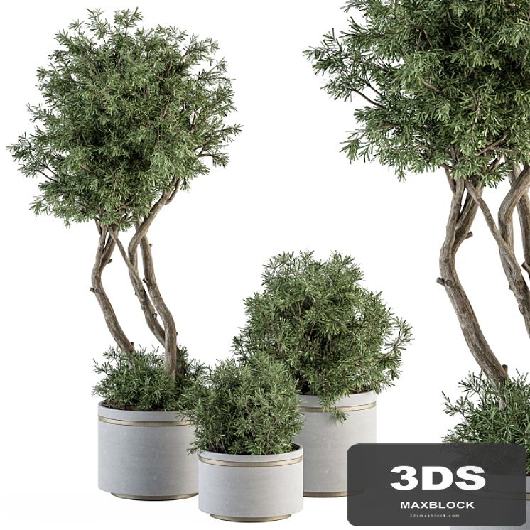 indoor Plant Set 309 - Needle Tree and Bush Set in pot