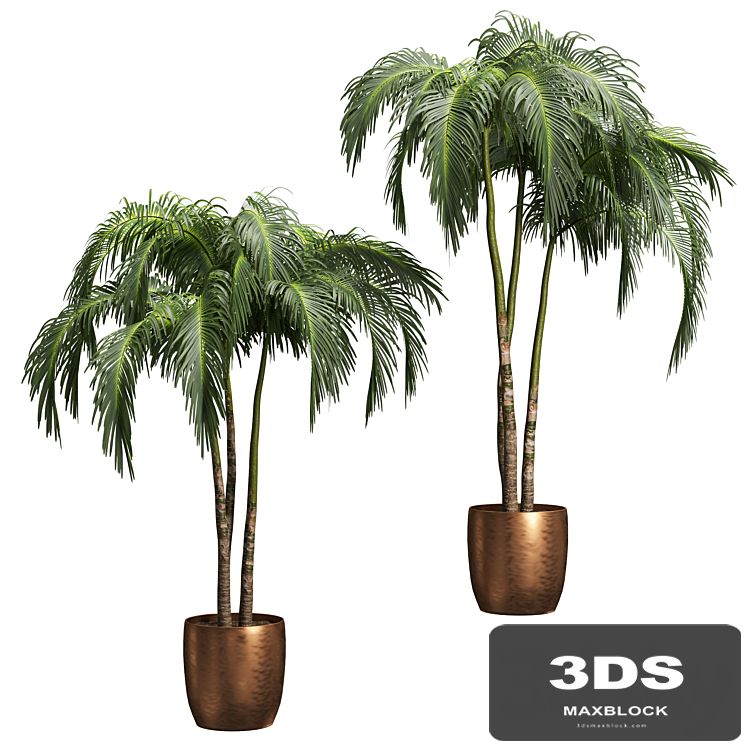 Palms in tubs. 6 models