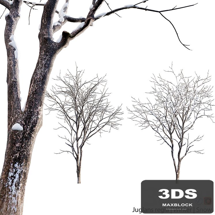 Juglans regia - Common walnut - winter - snow