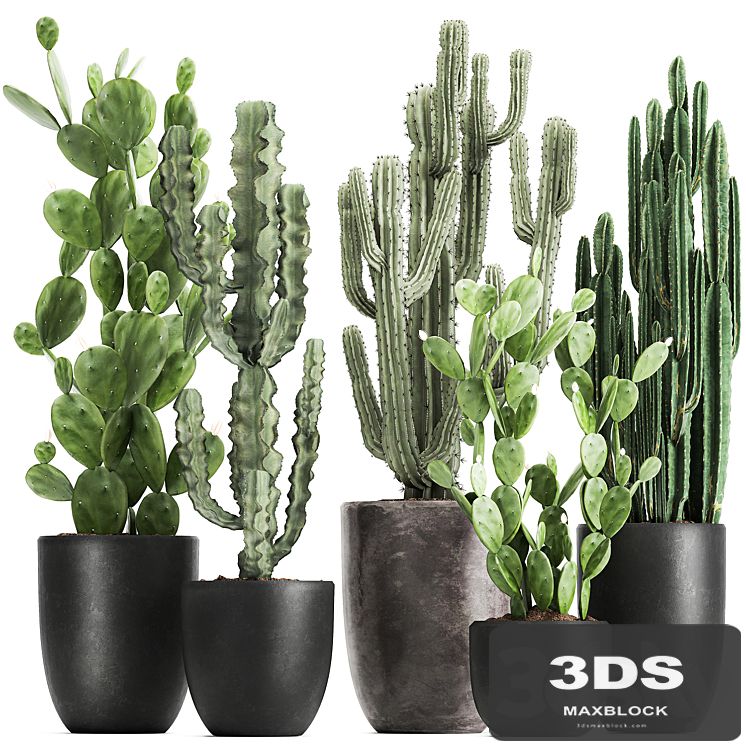 Collection of plants Cacti in black pots with Prickly pear, Cereus, Prickly pear. Set 1054.