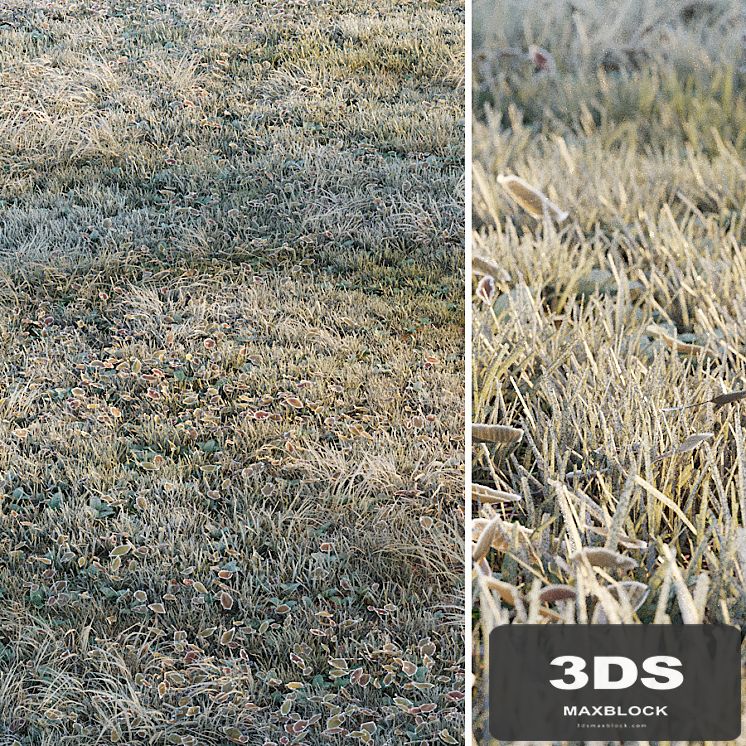 Frosty grass