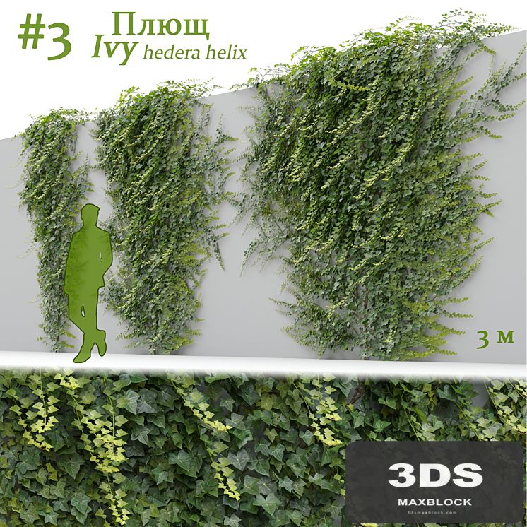 Ivy / Hedera helix #3
