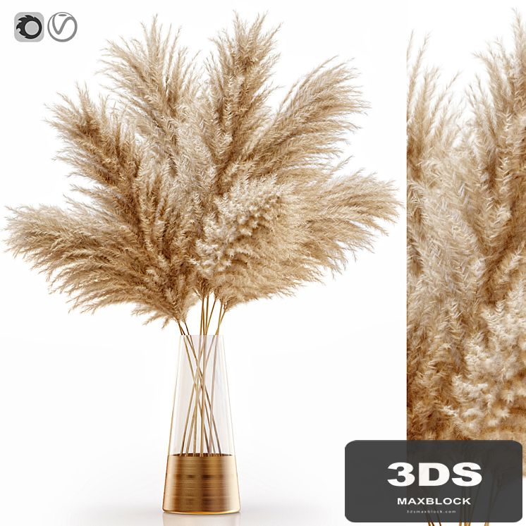 Pampas grass 11