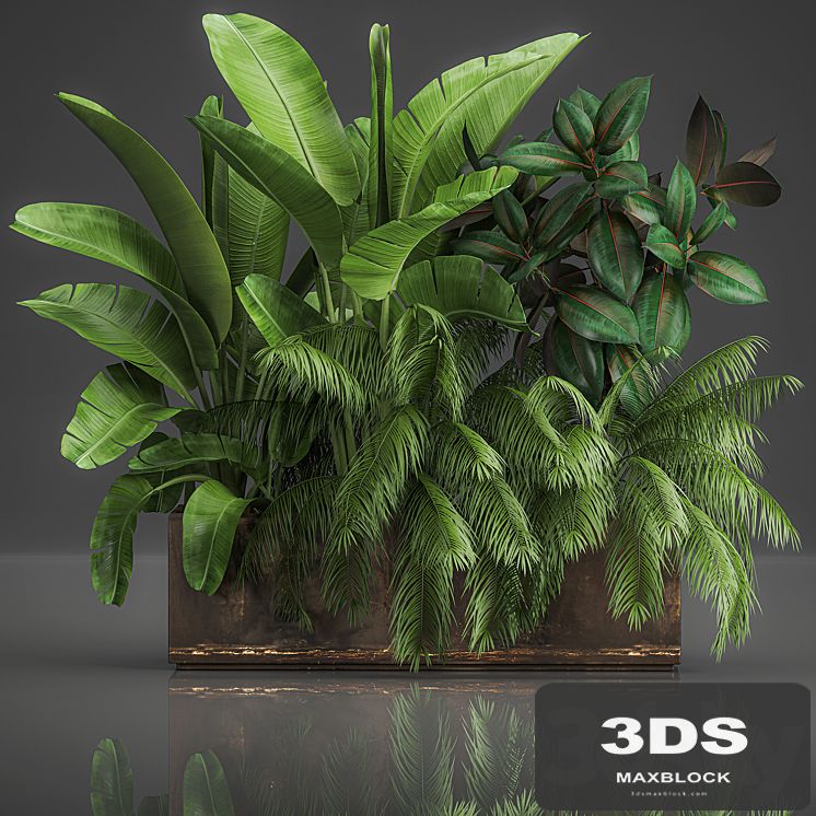 Collection of plants exotic thickets in a pot with strelitzia, palm, bushes, ficus, home garden. 1057.