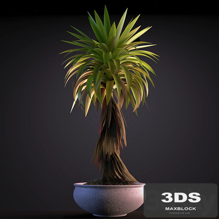 PLANT 5