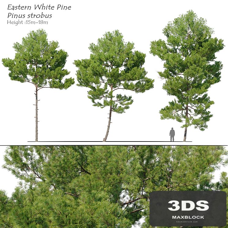 Pinus strobus_2