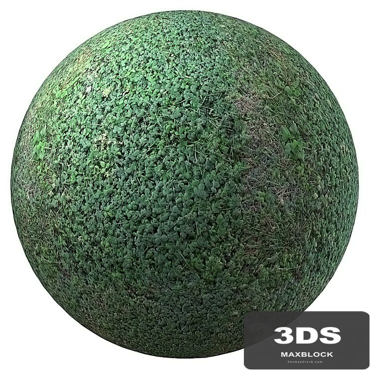 grass