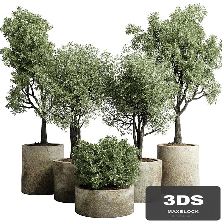 Collection outdoor plant 65 pot old olive tree concrete old vase corona