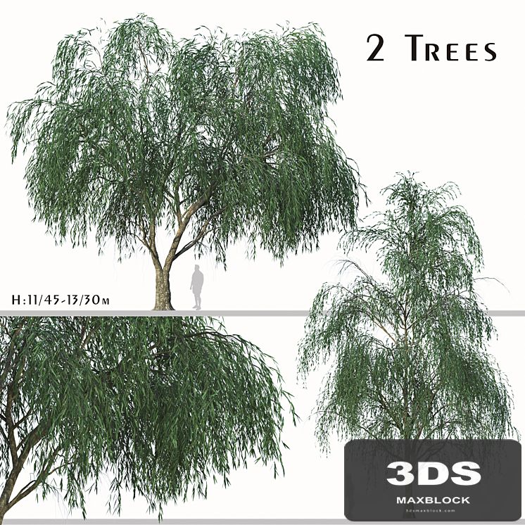 Set of Willow Acacia Tree (Acacia Salicina) (2Trees)