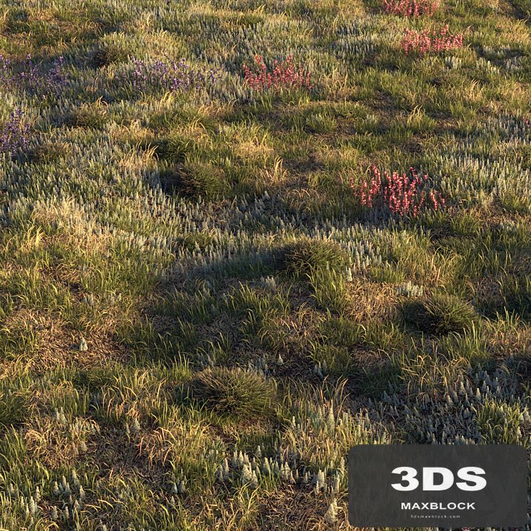 Field herbs | grass