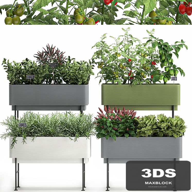 Collection of potted plants Kitchen garden, vegetables, tomatoes, peppers, herbs, Rosemary, lettuce, Lettuce, garden bed. Set 1059.