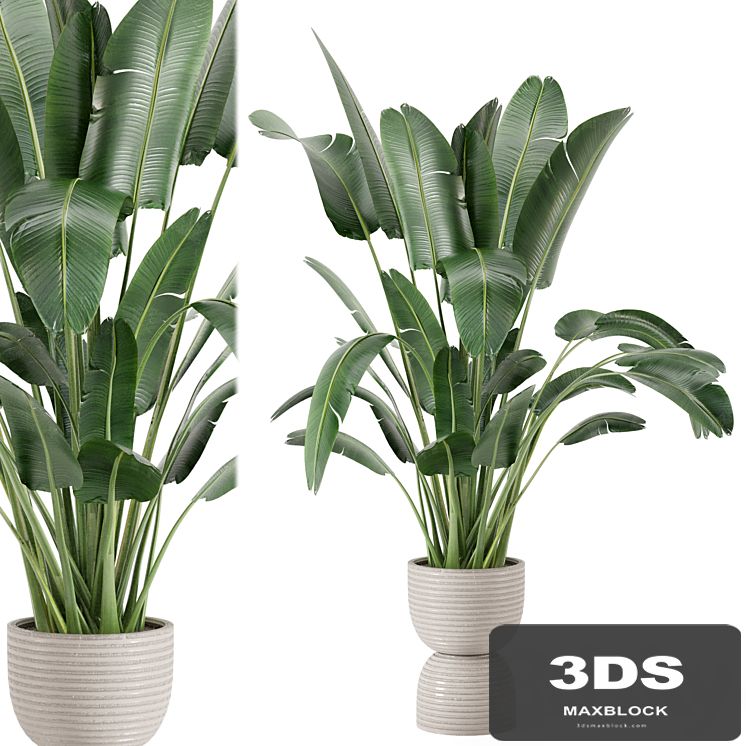 Indoor Plants in rusty Concrete Pot - Set 298