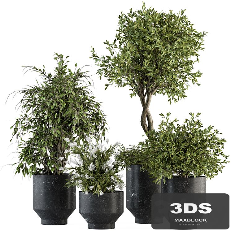indoor Plant Set 308 - Tree and Plant Set in Black pot