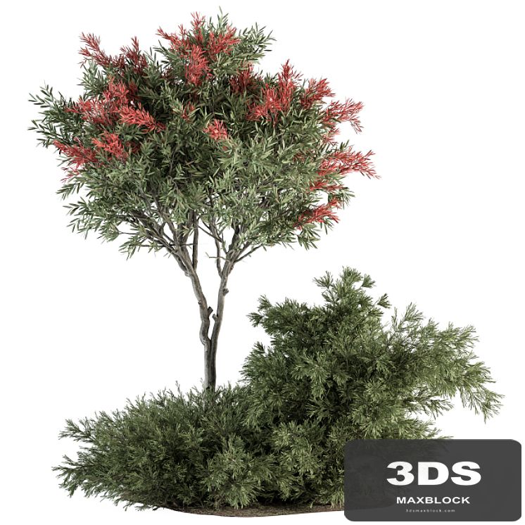 Red Crape Myrtle tree and Bush - Outdoor Garden Set 313