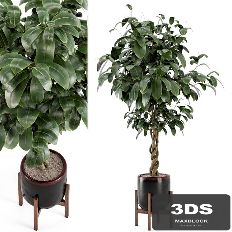 Indoor Plants in Combination of wood & concrete Pot - Set 301