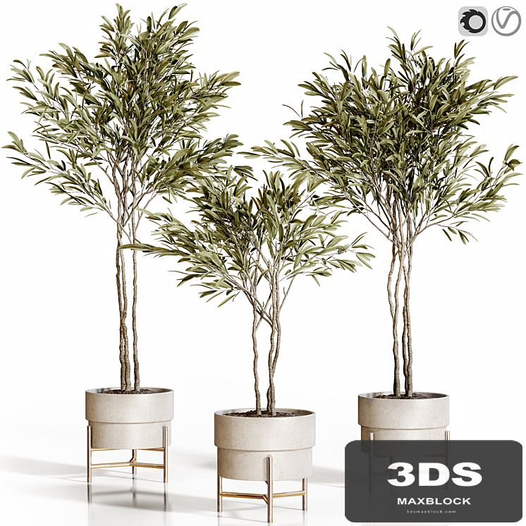 Olive trees 3