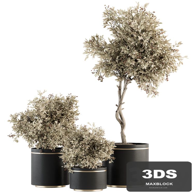 indoor Plant Set 310 - Tree and Plant Set in Black pot