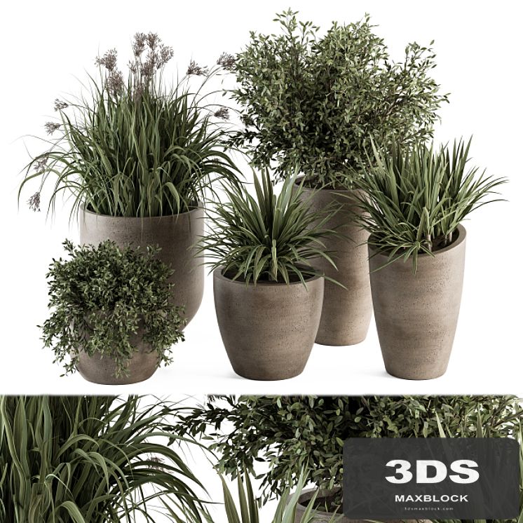 Outdoor Plant Set 311 - Yuka and Bush Set in Concrete Pot