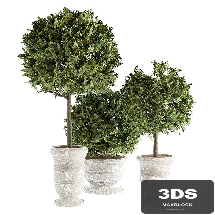 Outdoor Plants 02 - Plants in Concrete Pots