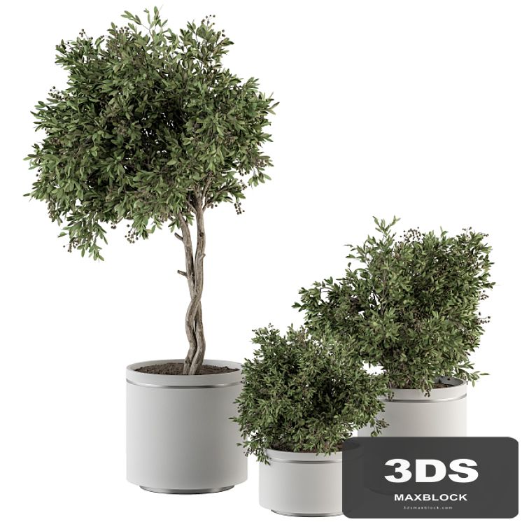 indoor Plant Set 311 - Tree and Plant Set in Black pot