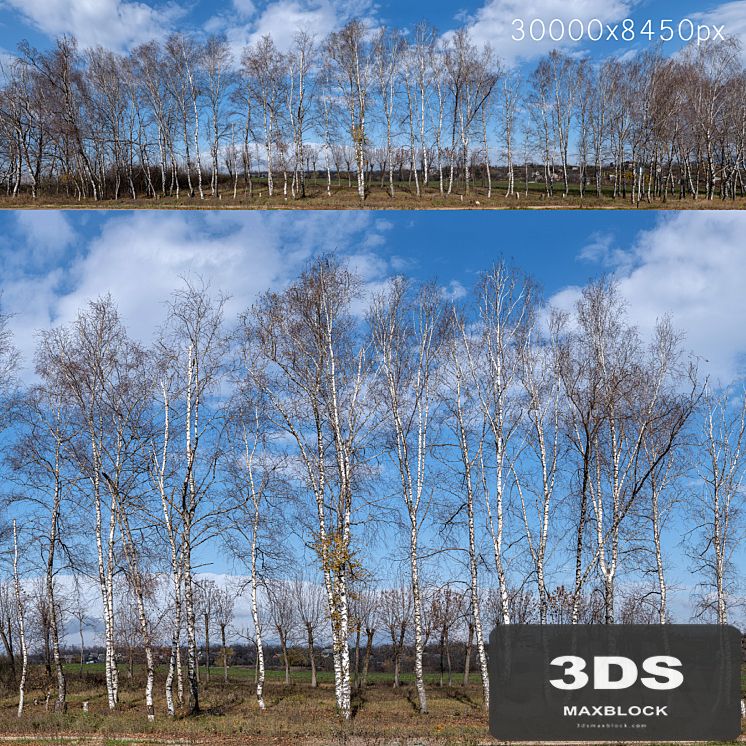 Panorama with birches. 30k