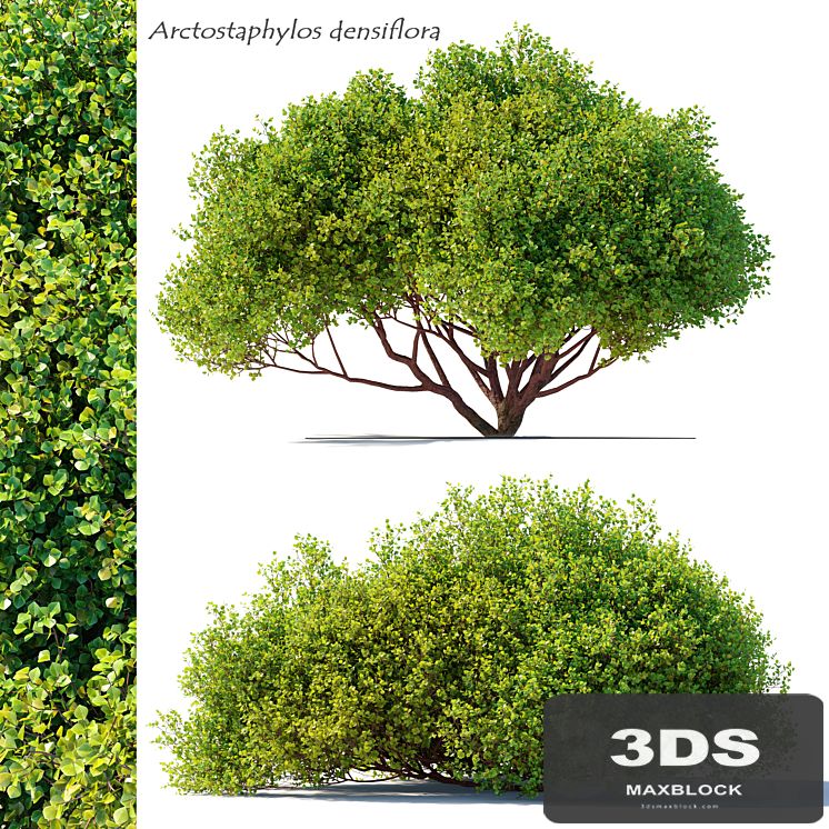 Arctostaphylos densiflora