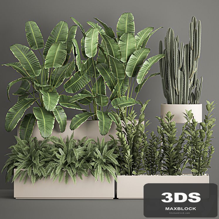 Collection of potted plants with Strelitzia, fern, cactus, cereus, Zamiokulkas. 1062.