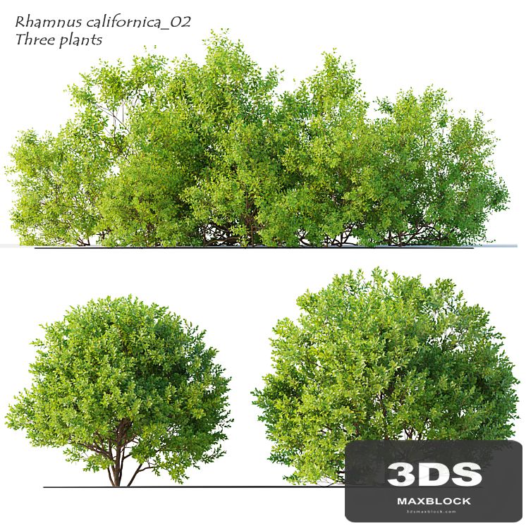 Rhamnus californica_02