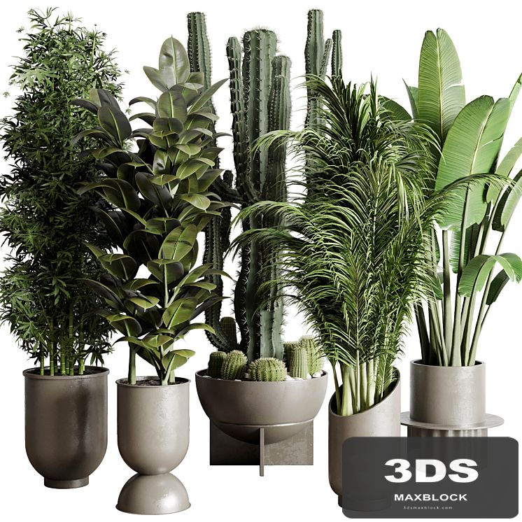 Collection indoor plant 152 ravenala ficus rubbery palm bamboo cactus concrete dirt vase