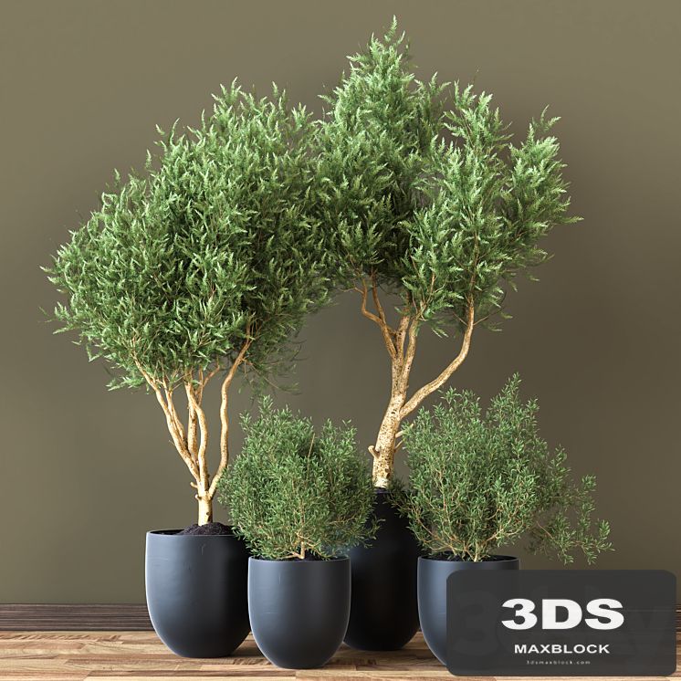 Indoor_Plant_Vol_19