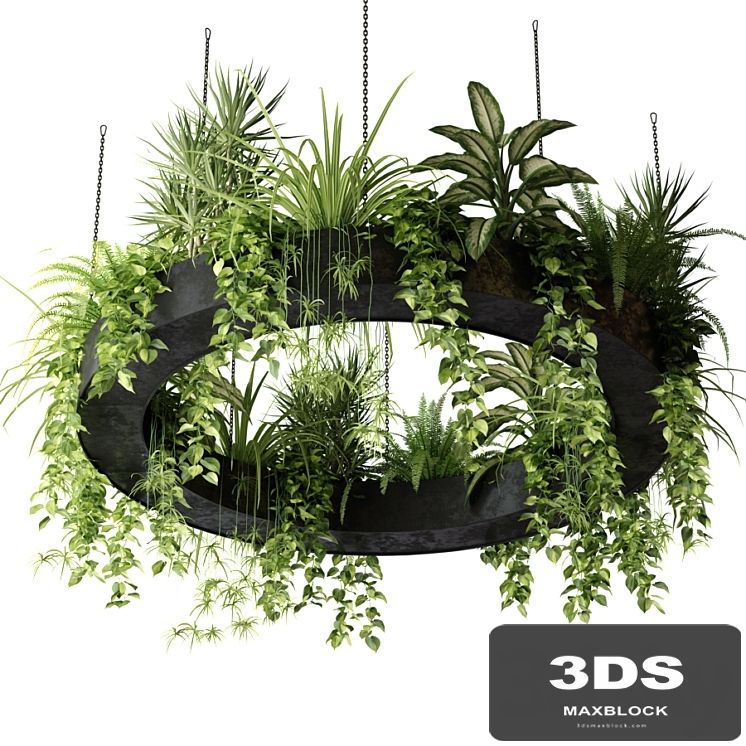 Indoor plants in a hanging ring planter