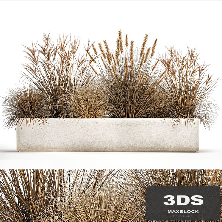 Collection of dried flower plants in a pot of Pampas grass, reeds, flowerbed, landscaping, bushes. 1072.
