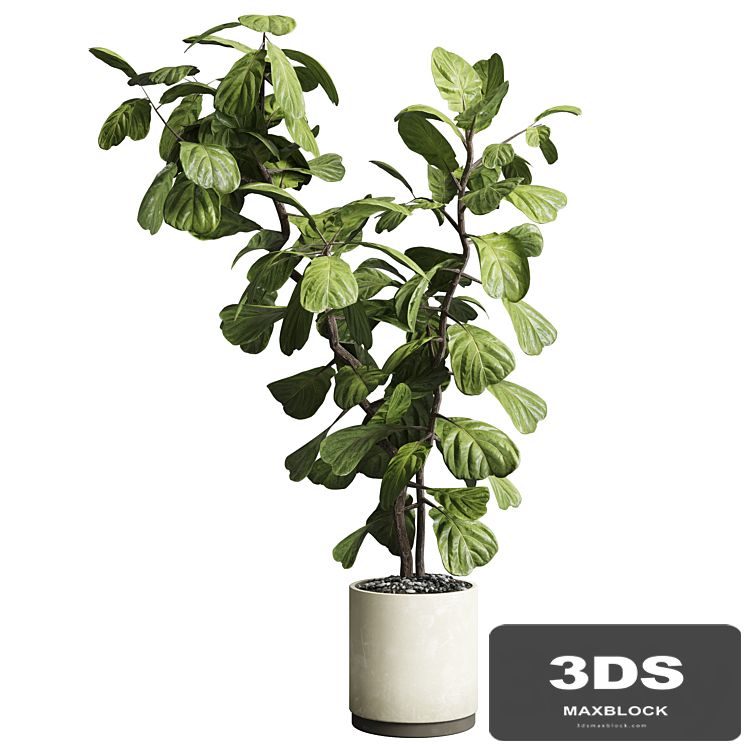 Indoor plant 149 plant ficus lyrata concrete vase