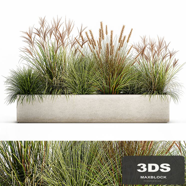 Collection of plants in a pot Pampas grass, reeds, flowerbed, landscaping, bushes. Set 1074.