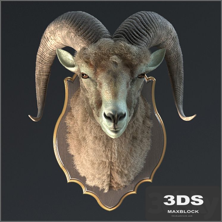 Altai argali