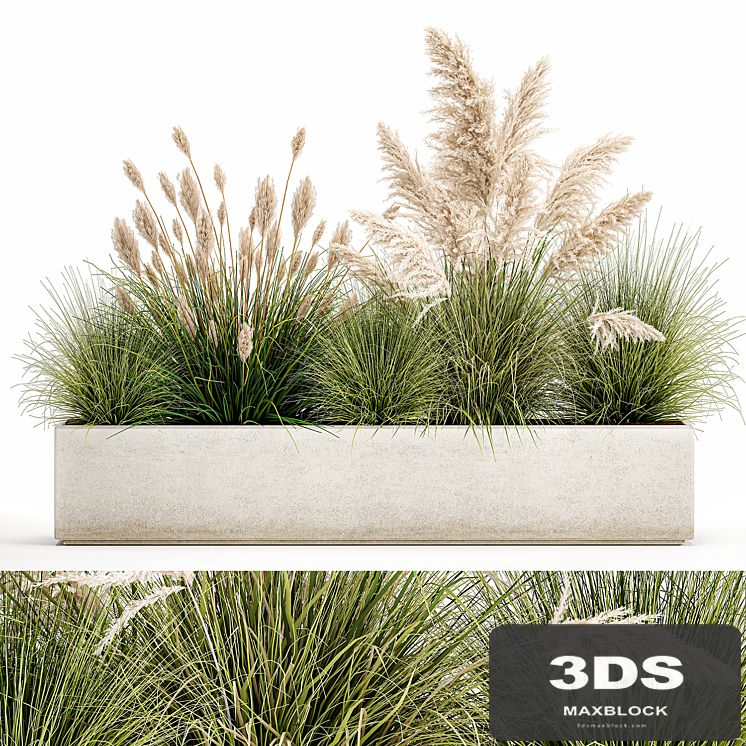 Collection of plants in a pot Pampas grass, reeds, bushes, landscape design, white, flowerbed. Set 1077
