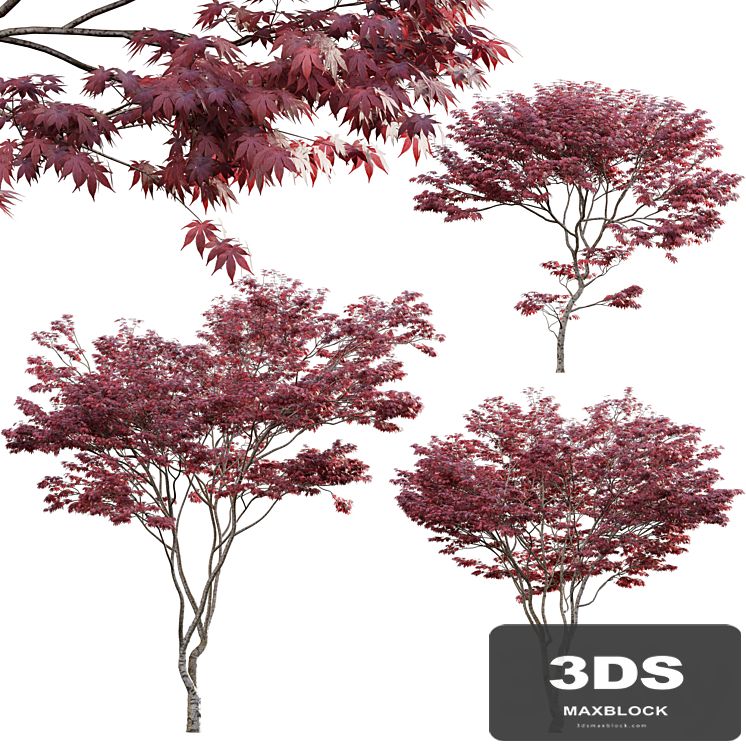 Japanese maple - Acer palmatum 01
