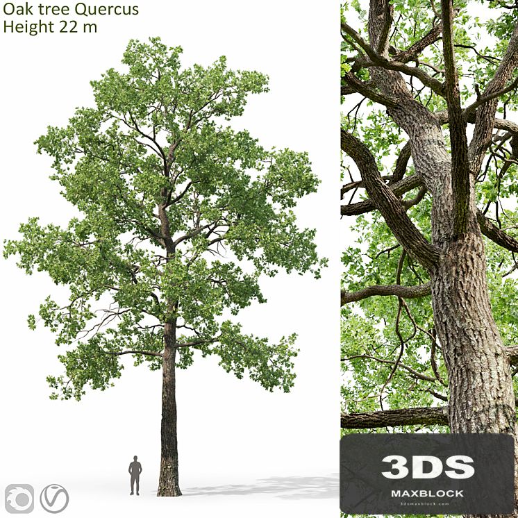 Oak