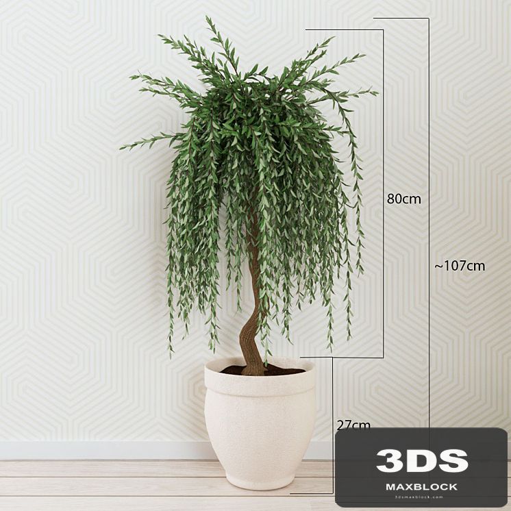 Houseplant 012