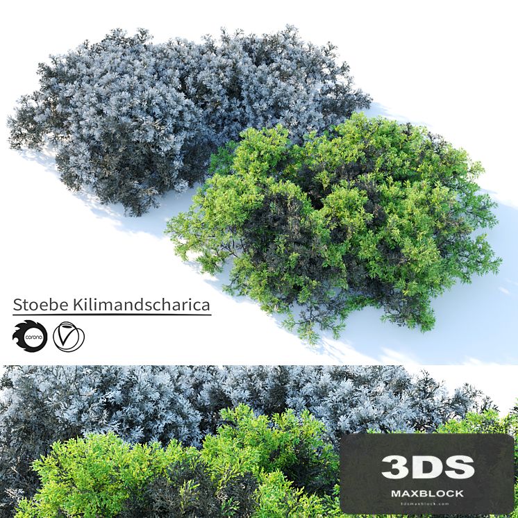Stoebe kilimandscharica